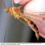 Nephrotoma suturalis wulpiana: habitus - female