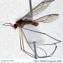 Nephrotoma suturalis wulpiana: habitus - male