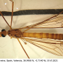 Nephrotoma suturalis wulpiana: habitus - male