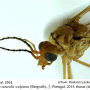 Nephrotoma suturalis wulpiana: body part(s) - head and thorax