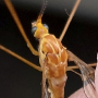 Nephrotoma suturalis wulpiana: body part(s) - head and thorax