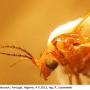 Nephrotoma suturalis wulpiana: body part(s) - head and thorax