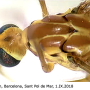 Nephrotoma suturalis wulpiana: body part(s) - head and thorax