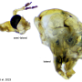Nephrotoma suturalis wulpiana: body part(s) - head and thorax