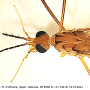 Nephrotoma suturalis wulpiana: body part(s) - head and thorax