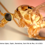 Nephrotoma suturalis wulpiana: body part(s) - head and thorax