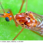 Nephrotoma suturalis wulpiana: body part(s) - head and thorax