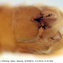 Nephrotoma suturalis wulpiana: hypopygium