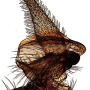 Nephrotoma suturalis wulpiana: hypopygium