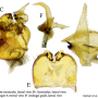 Nephrotoma suturalis wulpiana: hypopygium