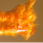 Nephrotoma suturalis wulpiana: hypopygium