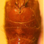 Nephrotoma suturalis wulpiana: hypopygium