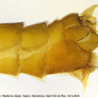 Nephrotoma suturalis wulpiana: hypopygium