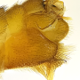 Nephrotoma suturalis wulpiana: hypopygium