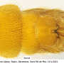Nephrotoma suturalis wulpiana: hypopygium