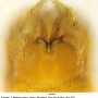 Nephrotoma suturalis wulpiana: hypopygium