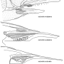 Nephrotoma suturalis wulpiana: ovipositor