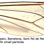 Nephrotoma suturalis wulpiana: wing