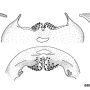 Nephrotoma virescens : hypopygium