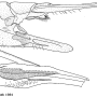 Nephrotoma virescens : ovipositor