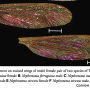 Nephrotoma virescens : wing