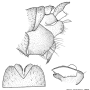 Nephrotoma xinjiangensis : hypopygium