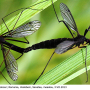 Nigrotipula nigra nigra: habitus - copula