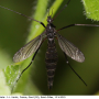 Nigrotipula nigra nigra: habitus - female
