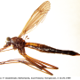 Nigrotipula nigra nigra: habitus - female