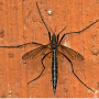 Nigrotipula nigra nigra: habitus - female