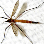 Nigrotipula nigra nigra: habitus - female