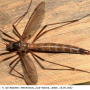 Nigrotipula nigra nigra: habitus - female