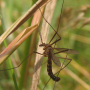 Nigrotipula nigra nigra: habitus - male