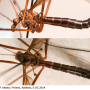 Nigrotipula nigra nigra: habitus - male