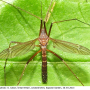 Nigrotipula nigra nigra: habitus - male