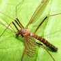 Nigrotipula nigra nigra: habitus - male