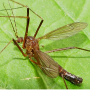 Nigrotipula nigra nigra: habitus - male