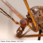 Nigrotipula nigra nigra: body part(s) - head and thorax