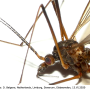 Nigrotipula nigra nigra: body part(s) - head and thorax