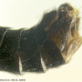 Nigrotipula nigra nigra: hypopygium