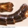Nigrotipula nigra nigra: hypopygium