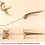 Nigrotipula nigra nigra: hypopygium