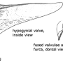 Nigrotipula nigra nigra: ovipositor