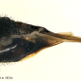 Nigrotipula nigra nigra: ovipositor