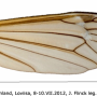 Nigrotipula nigra nigra: wing
