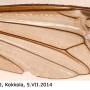 Nigrotipula nigra nigra: wing