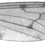 Nipponomyia flavicollis : wing