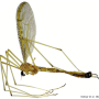Nipponomyia kuwanai : habitus - male