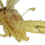 Nipponomyia kuwanai : body part(s) - head and thorax