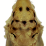 Nipponomyia kuwanai : body part(s) - thorax